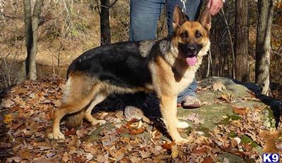 German Shepherd Puppies for Sale